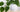 Heartleaf (Houttuynia Cordata) in K-Beauty Products: The Ultimate Skin Soother