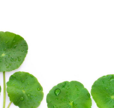 Centella Asiatica: The Green Treasure of Korean Skincare Revealed